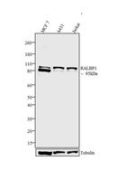 RALBP1 Antibody in Western Blot (WB)