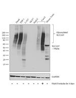 SLC2A5 Antibody