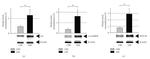 CaMKII alpha Antibody in Western Blot (WB)