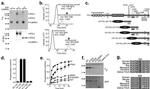 CaMKII alpha Antibody in Western Blot (WB)