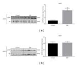 Adiponectin Antibody in Western Blot (WB)