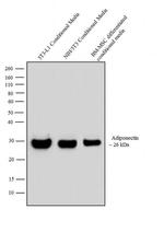 Adiponectin Antibody in Western Blot (WB)