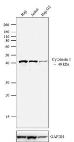 Cytohesin 1 Antibody in Western Blot (WB)