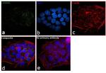 Laminin Antibody in Immunocytochemistry (ICC/IF)