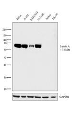 Lamin A Antibody in Western Blot (WB)