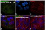 Cytokeratin 17 Antibody in Immunocytochemistry (ICC/IF)