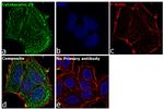 Cytokeratin 19 Antibody in Immunocytochemistry (ICC/IF)