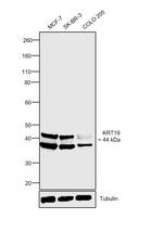 Cytokeratin 19 Antibody in Western Blot (WB)