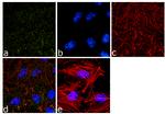 alpha Adaptin Antibody in Immunocytochemistry (ICC/IF)