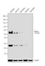 Desmin Antibody