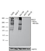 MUC1 Antibody in Western Blot (WB)