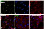 IGF2R Antibody in Immunocytochemistry (ICC/IF)