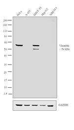 Vimentin Antibody