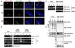 O-linked N-acetylglucosamine (O-GlcNAc) Antibody in Western Blot (WB)