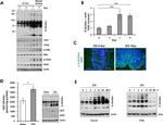 O-linked N-acetylglucosamine (O-GlcNAc) Antibody in Western Blot, Immunohistochemistry (WB, IHC)