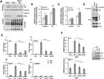 O-linked N-acetylglucosamine (O-GlcNAc) Antibody in Western Blot (WB)