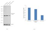 eIF2b gamma Antibody in Western Blot (WB)