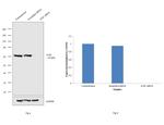 ATIC Antibody in Western Blot (WB)