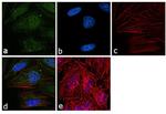 hnRNP K Antibody in Immunocytochemistry (ICC/IF)