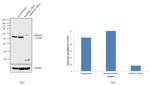 hnRNP K Antibody