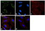 HSPA9 Antibody in Immunocytochemistry (ICC/IF)