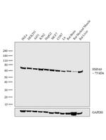 HSPA9 Antibody in Western Blot (WB)