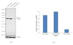 HSPA9 Antibody in Western Blot (WB)