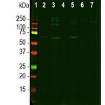 NUP107 Antibody in Western Blot (WB)