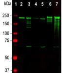 NF-H Antibody in Western Blot (WB)