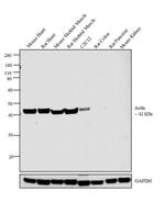 Actin Muscle Antibody