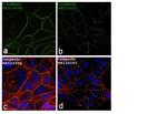 E-cadherin Antibody