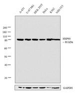 HSP90 Antibody in Western Blot (WB)