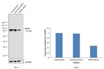 HSP90 Antibody in Western Blot (WB)