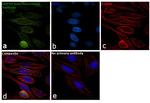 HSP90 beta Antibody in Immunocytochemistry (ICC/IF)