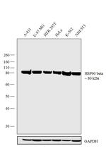 HSP90 beta Antibody in Western Blot (WB)