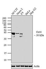 OCT4 Antibody in Western Blot (WB)