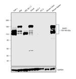 SHIP1 Antibody