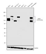 SHIP1 Antibody