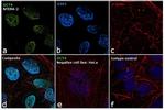 OCT4 Antibody