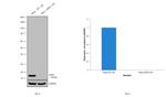 SOD1 Antibody in Western Blot (WB)