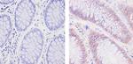 SOD1 Antibody in Immunohistochemistry (Paraffin) (IHC (P))