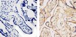 SOD1 Antibody in Immunohistochemistry (Paraffin) (IHC (P))