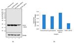 SOD1 Antibody in Western Blot (WB)