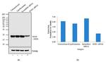 SOD1 Antibody