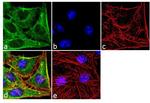 SOD1 Antibody in Immunocytochemistry (ICC/IF)