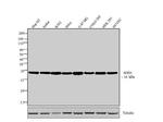 SOD1 Antibody in Western Blot (WB)