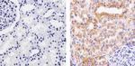 SOD2 Antibody in Immunohistochemistry (Paraffin) (IHC (P))