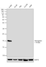 Hemoglobin Antibody