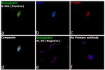 Hemoglobin Antibody in Immunocytochemistry (ICC/IF)