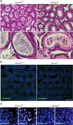 Sp56 Antibody in Immunohistochemistry (IHC)